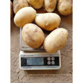 2021 New Season Fresh Vegetable Exporter With International Certificationss Fresh Potato